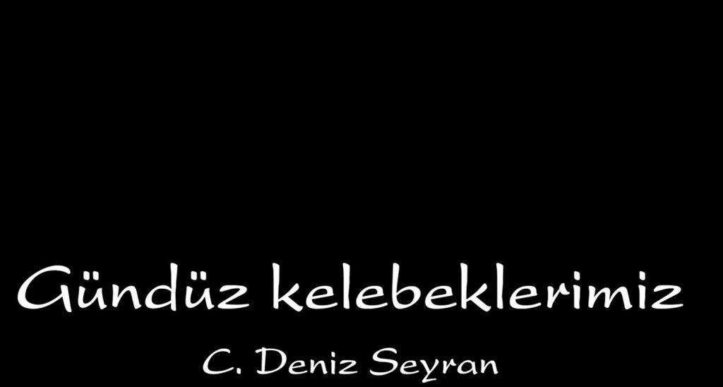 Gündüz kelebeklerimiz