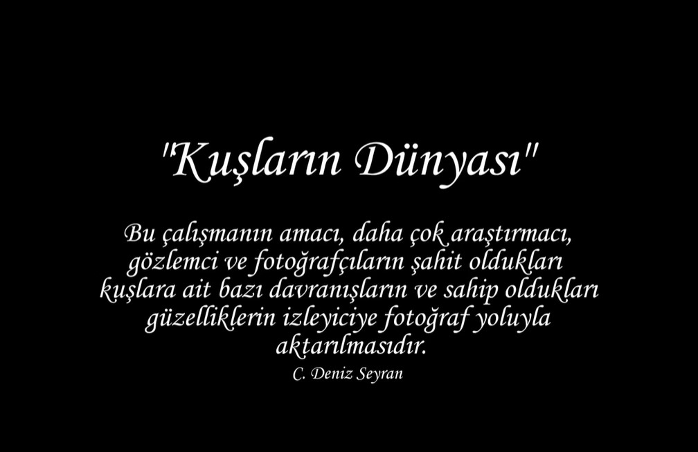 Kuşların dünyası